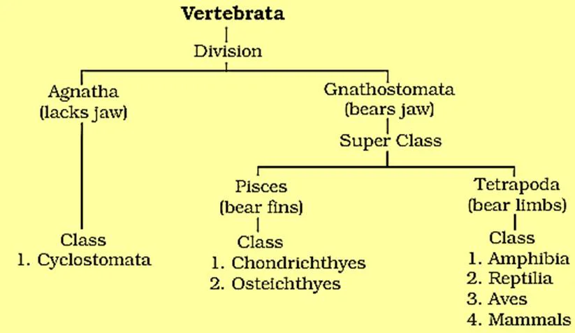 Vertebrata General Characteristics, Classification and Examples | Free Biology Notes