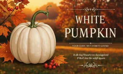 White Pumpkin