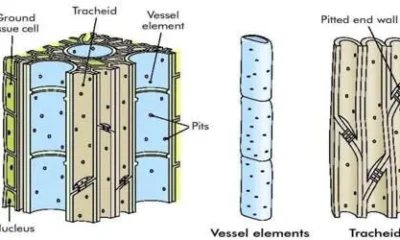 Xylem – Definition, Types and Function | Free Biology Notes