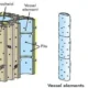 Xylem – Definition, Types and Function | Free Biology Notes