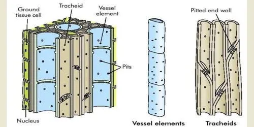 Xylem – Definition, Types and Function | Free Biology Notes