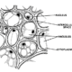 Complex Permanent Tissue Notes | Free Biology Study Materials