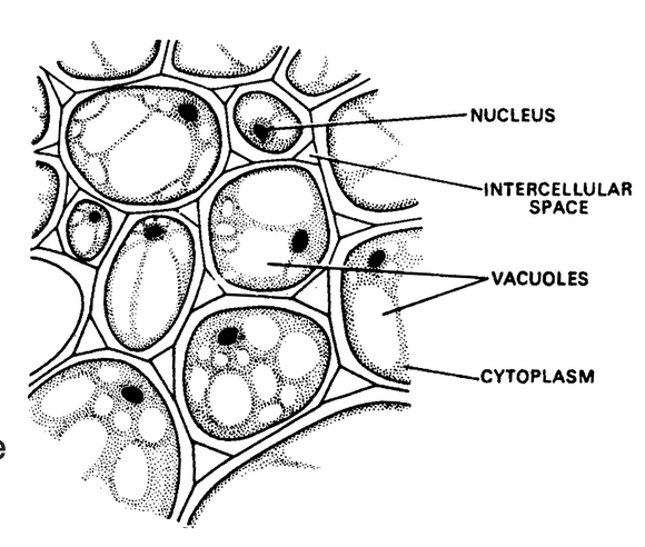 Complex Permanent Tissue Notes | Free Biology Study Materials