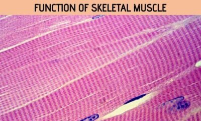 Skeletal Muscle Function