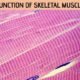 Skeletal Muscle Function