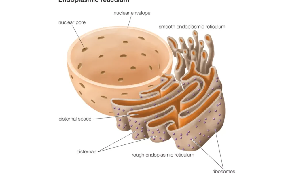 Difference Between Rough Endoplasmic Reticulum and Smooth Endoplasmic Reticulum