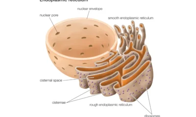 Difference Between Rough Endoplasmic Reticulum and Smooth Endoplasmic Reticulum