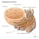 Difference Between Rough Endoplasmic Reticulum and Smooth Endoplasmic Reticulum