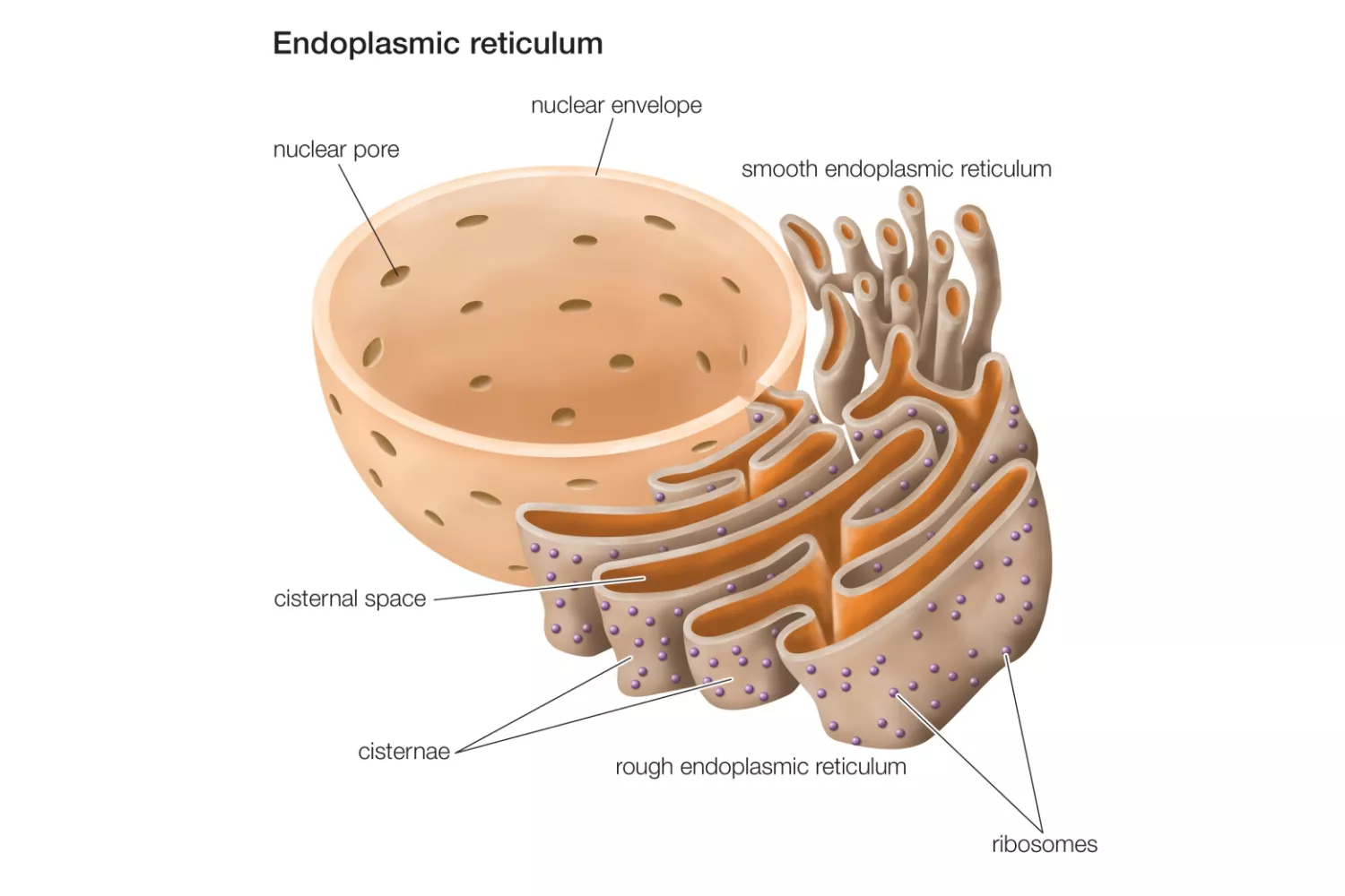Difference Between Rough Endoplasmic Reticulum and Smooth Endoplasmic Reticulum