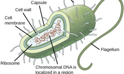 Prokaryotic Cell: Definition, Characteristics and Structure | Free Biology Notes