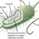 Prokaryotic Cell: Definition, Characteristics and Structure | Free Biology Notes