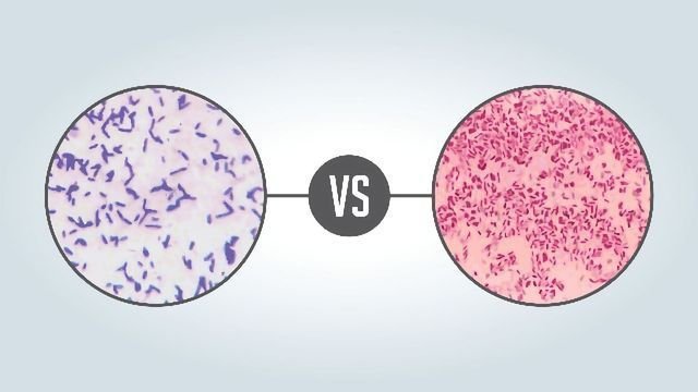 Difference Between Gram Positive and Gram Negative Bacteria