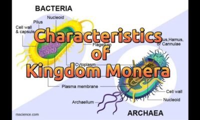 Characteristics of Kingdom Monera | Free Biology Notes
