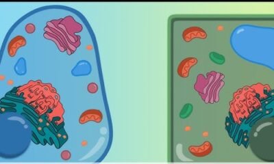 Difference Between Prokaryotic and Eukaryotic Cell