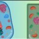 Difference Between Prokaryotic and Eukaryotic Cell
