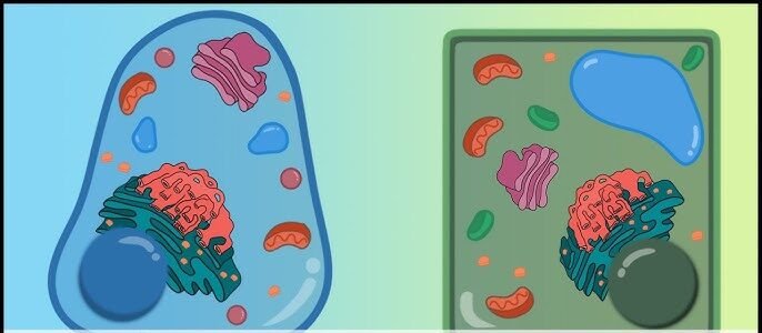 Difference Between Prokaryotic and Eukaryotic Cell