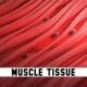 Muscle Tissue Characteristics