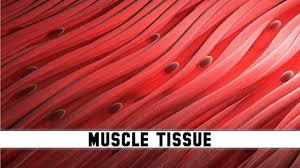 Muscle Tissue Characteristics