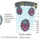Internal Structure of Monocot Stem Notes | Free Biology Notes