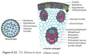 Internal Structure of Monocot Stem Notes | Free Biology Notes