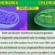 Similarities Between Mitochondria and Chloroplast