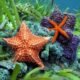 5 Examples of Echinoderms | Free Biology Notes