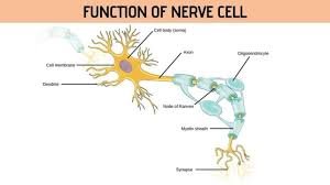 Cardiac Muscle Function