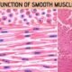 Smooth Muscle Function
