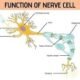 Function of Nerve Cell
