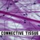 Connective Tissue Characteristics