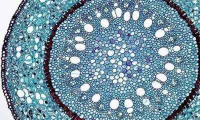 Internal Structure of Monocot Root