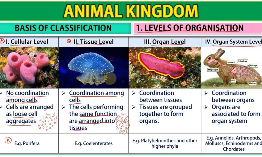 6 Basis of Classification of Animal Kingdom | Free Biology Notes