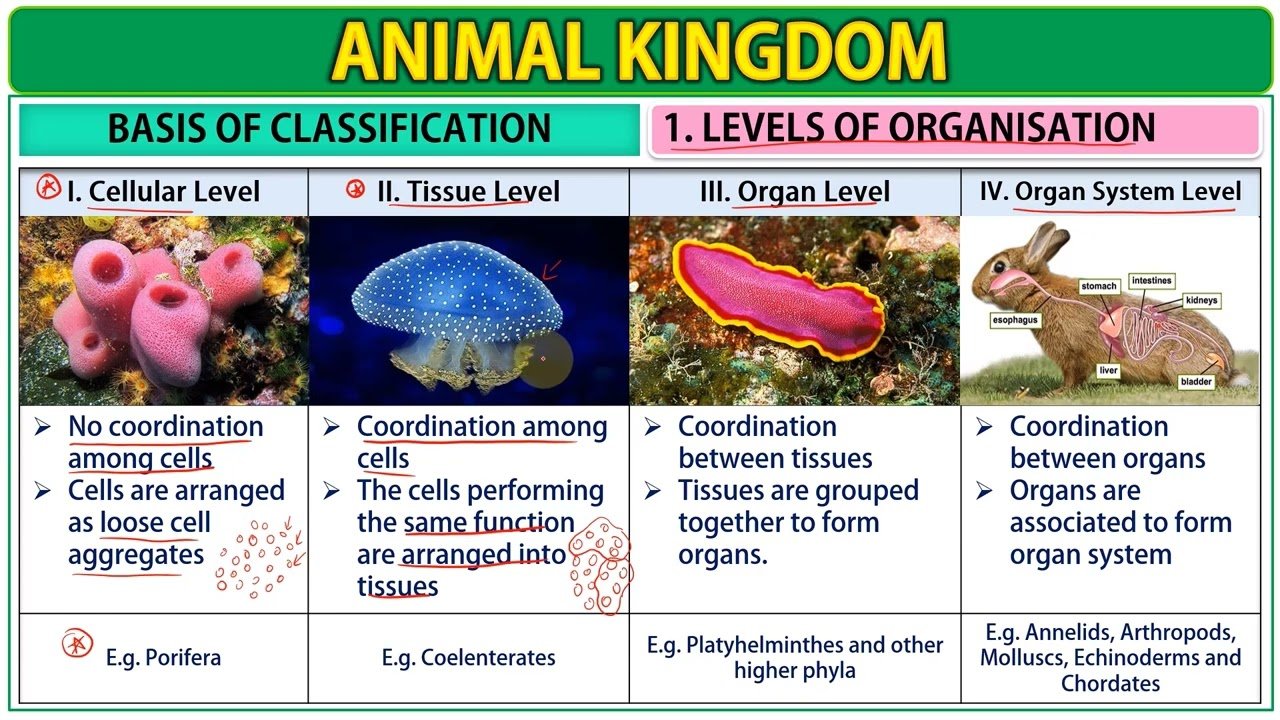 6 Basis of Classification of Animal Kingdom | Free Biology Notes