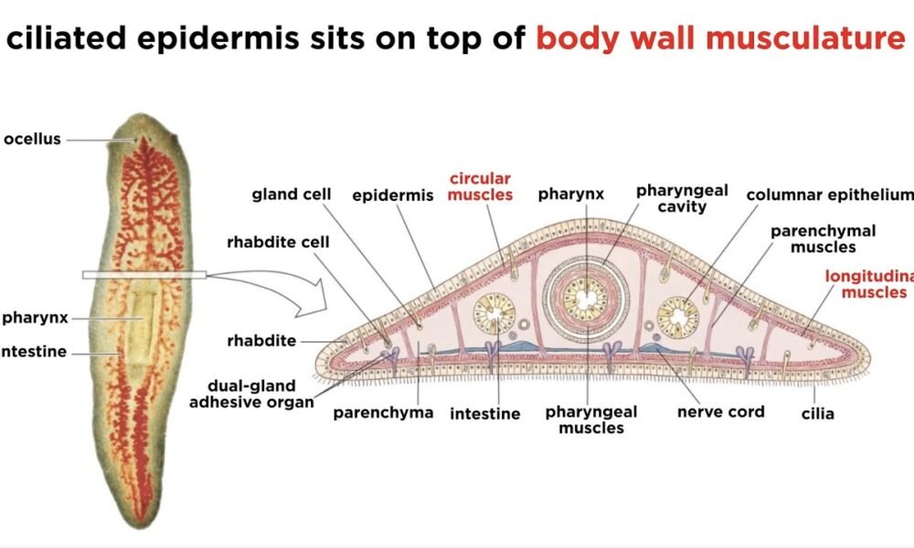 Platyhelminthes General Characteristics, Classification and Examples | Free Biology Notes