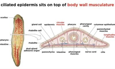 Platyhelminthes General Characteristics, Classification and Examples | Free Biology Notes