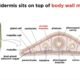 Platyhelminthes General Characteristics, Classification and Examples | Free Biology Notes
