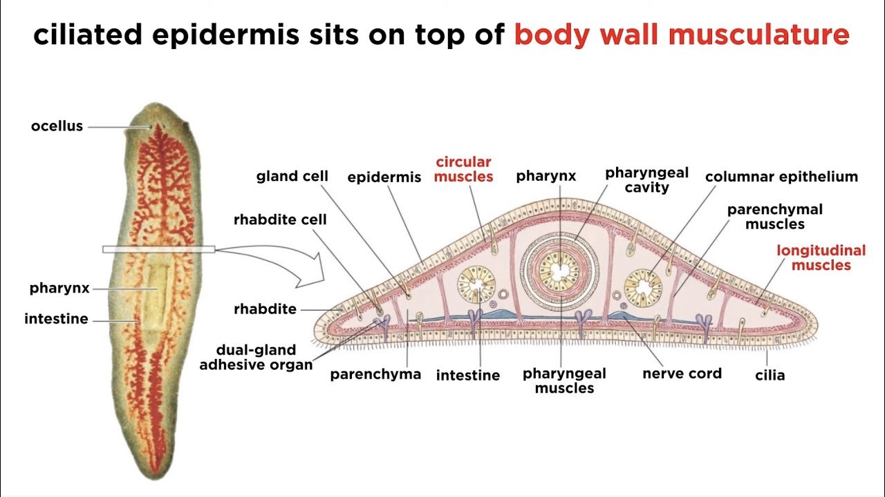 Platyhelminthes General Characteristics, Classification and Examples | Free Biology Notes